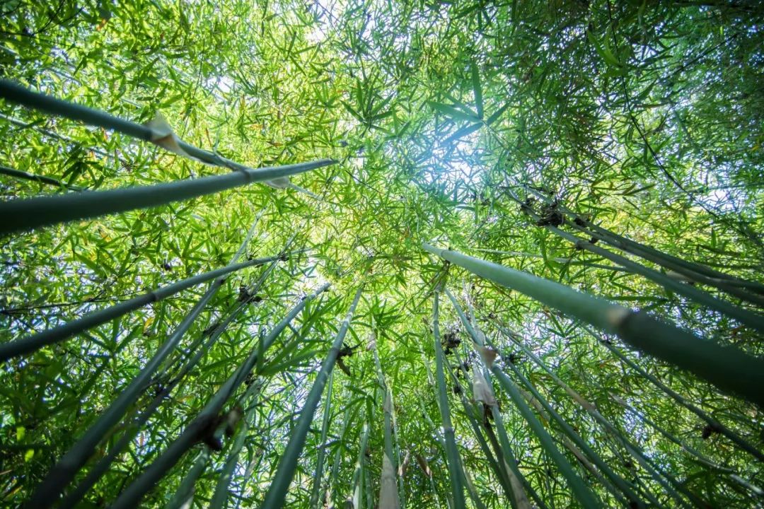 植树节｜7种树木，30首诗词，扬起百样情思-第7张图片-诗句网