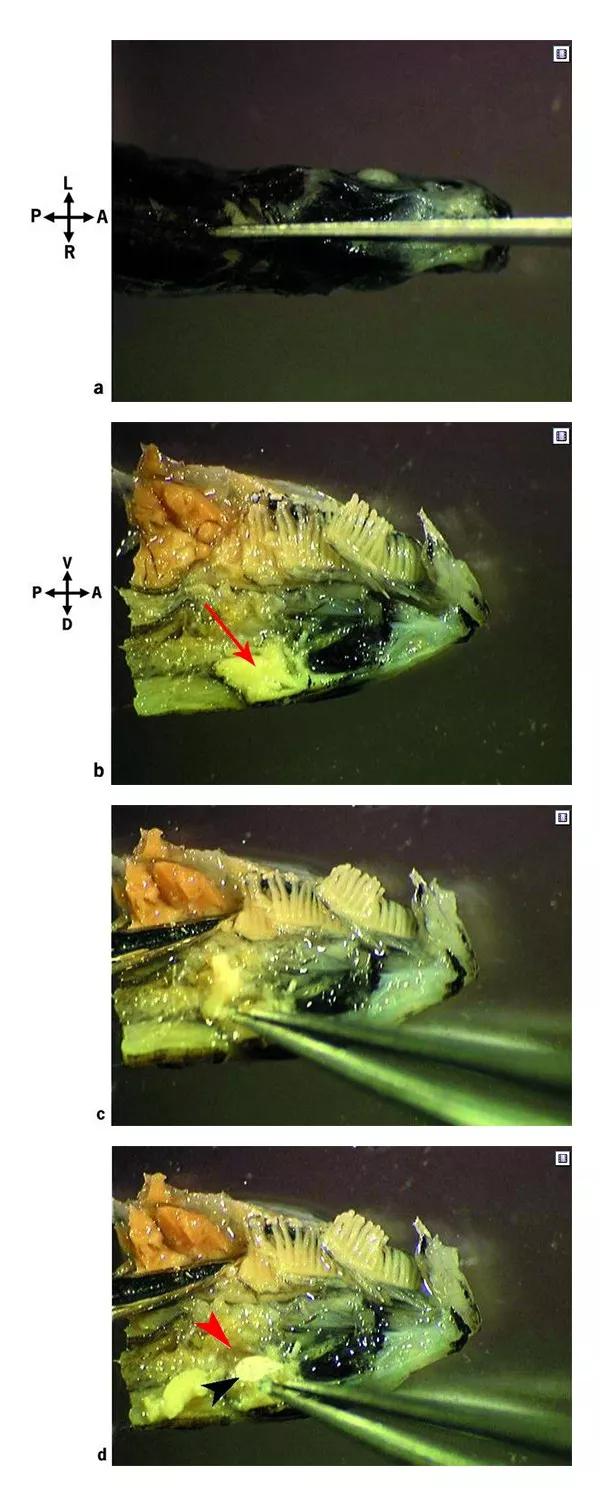 了解魚的耳石：魚類內(nèi)耳中的硬組織，聽覺、平衡和加速等感覺功能