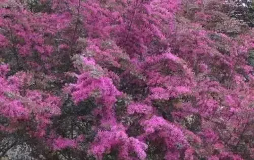 全國(guó)56個(gè)城市的市花，你是否全都了解？