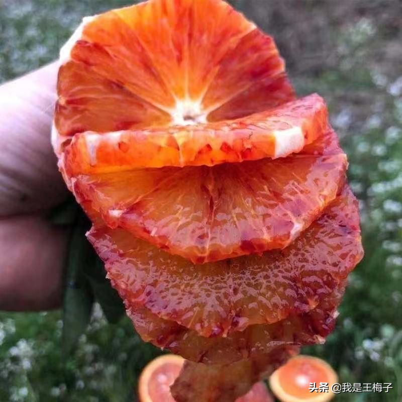 3月，这4种水果正适合吃，4种不同风味，清甜又营养