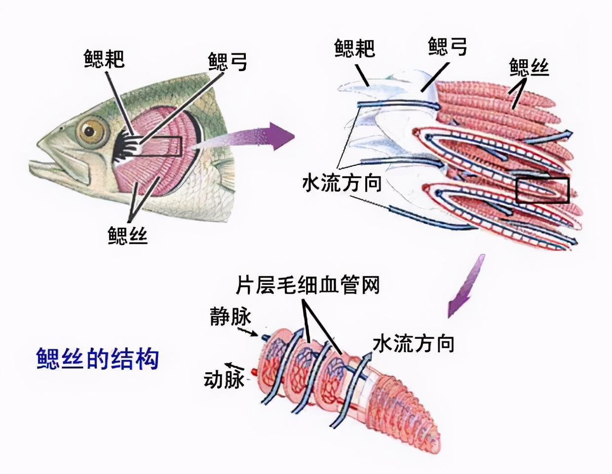 鱼鳃呼吸的验证：呼吸氧气与呼出二氧化碳