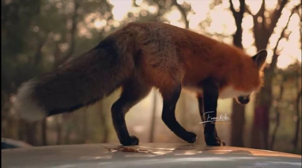 高萌预警 武大偶遇红狐狸珞珞 而且拍下来啦 其他 蛋蛋赞