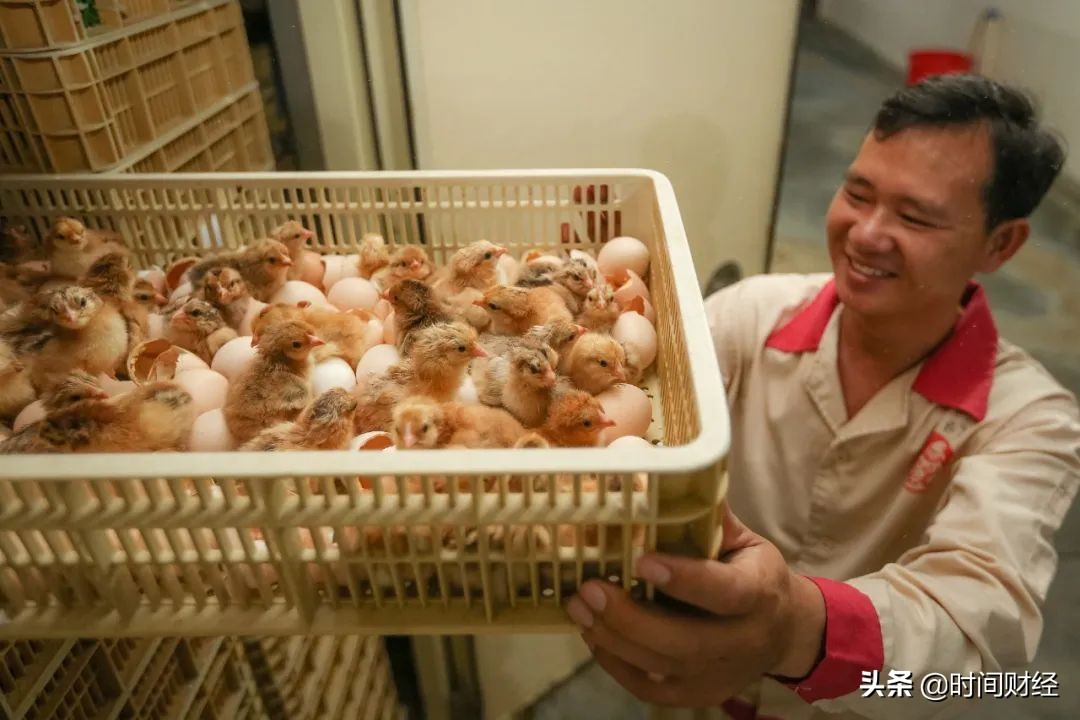 养鸡大户益生股份“花钱记”：去年豪赚22亿，分