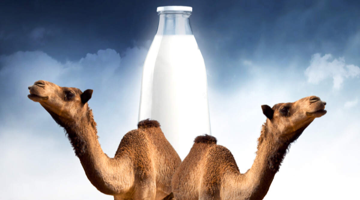 骆驼做错了啥？澳大利亚5天捕杀10000只骆驼，甚至动用直升机射杀