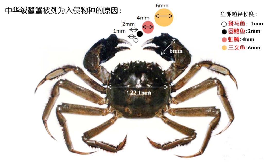 青背白肚、金爪黃毛，高品質(zhì)河蟹是如何養(yǎng)殖的？一篇文章告訴你