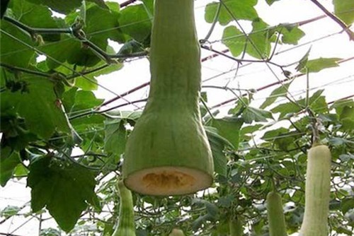 神奇的南瓜变种 砍了以后继续生长 可以作为庭院和花盆栽培 农艺师老周 Mdeditor