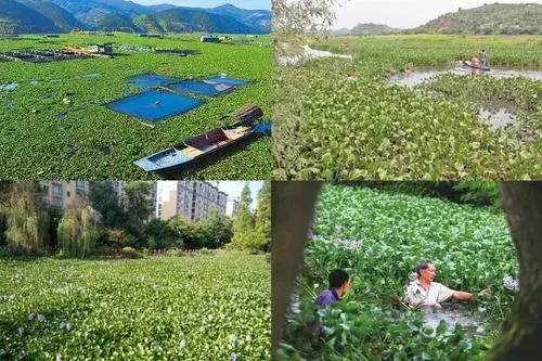 水葫芦入侵泛滥，它的弱点太搞笑了，只用一招就能把它困住