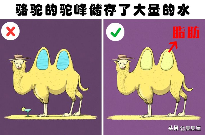 很多人错误相信的7个关于动物的有趣事实-第1张图片-大千世界