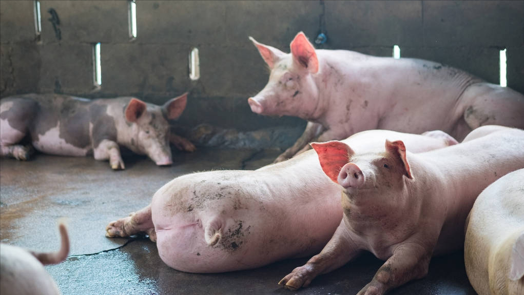 "瓜分"了屠企的市场,造成屠企采购难度进一步增加,叠加,生猪出栏日益