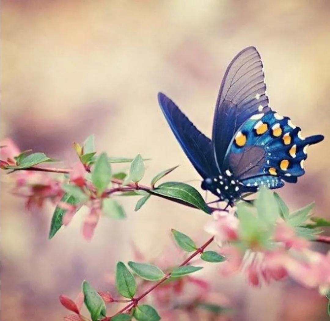 美女花蝴蝶手機壁紙推薦 網遊小魚兒 Mdeditor