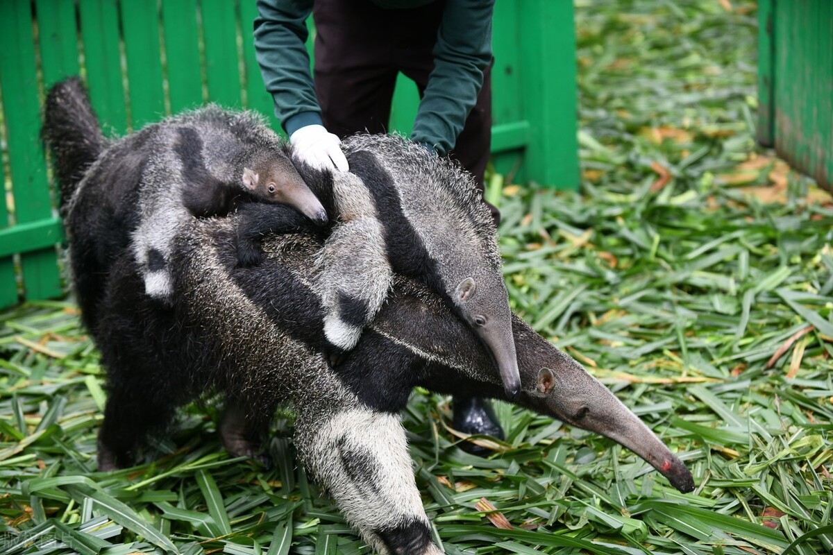 舌燦蓮花的紅火蟻天敵 無齒的古老哺乳動物 食蟻獸 布瑞知 Mdeditor