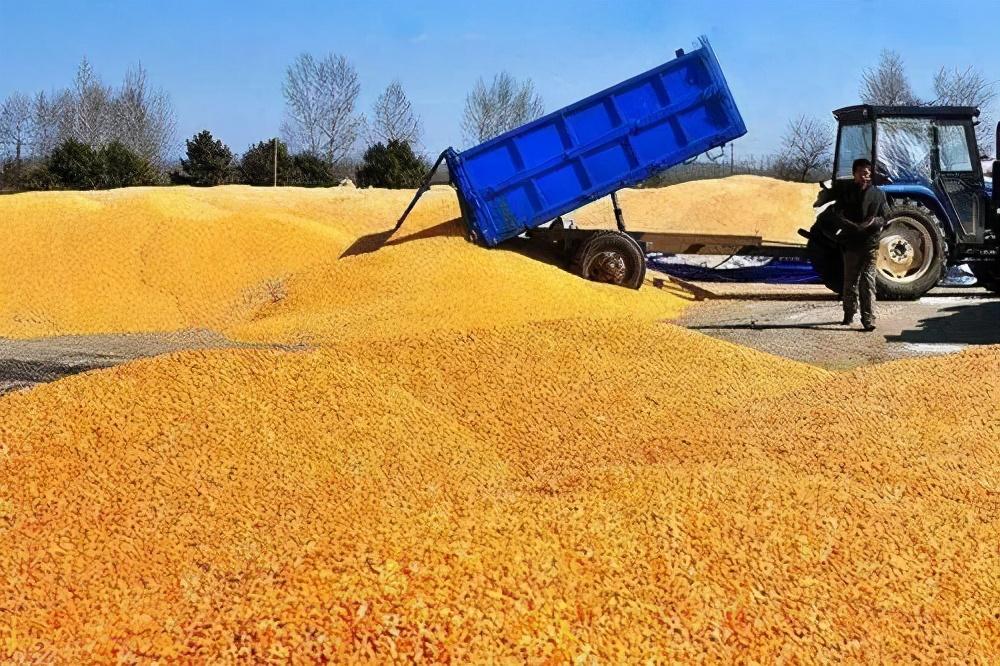 玉米又“暴涨”？未来是涨还是跌？专家已预测！29日玉米价公布