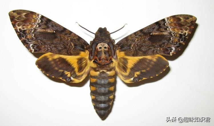 盤點那些有趣的自然小百科，你都知道多少呢？