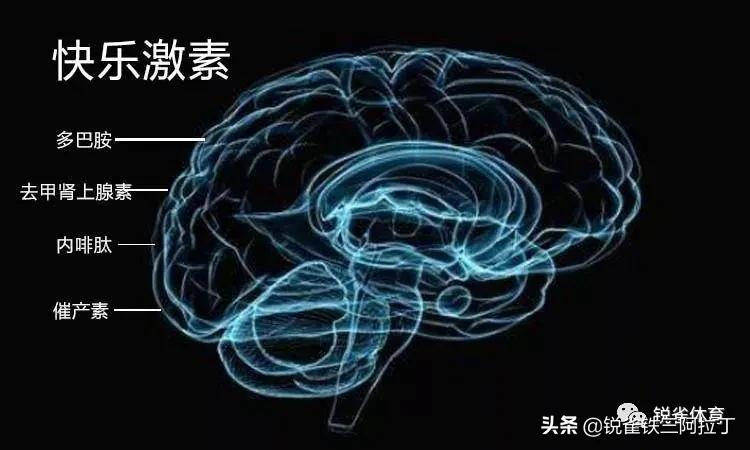 体内激素是如何指挥你运动的
