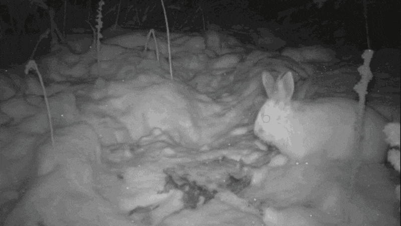 兔子急了真咬人？監控发現，野兔在其它動物胴體上享受盛宴！