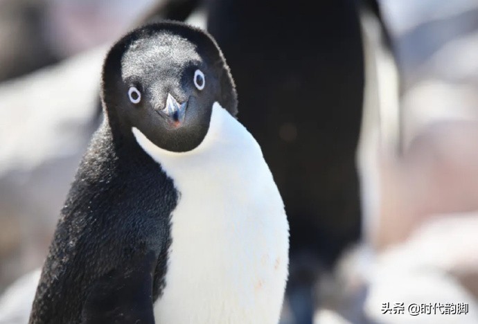 Go to work in antarctic: Of penguin, whale and expeditionary team member daily