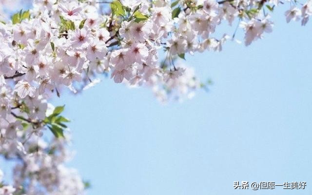 一句感悟人生的句子 人生，看透不如看淡图片