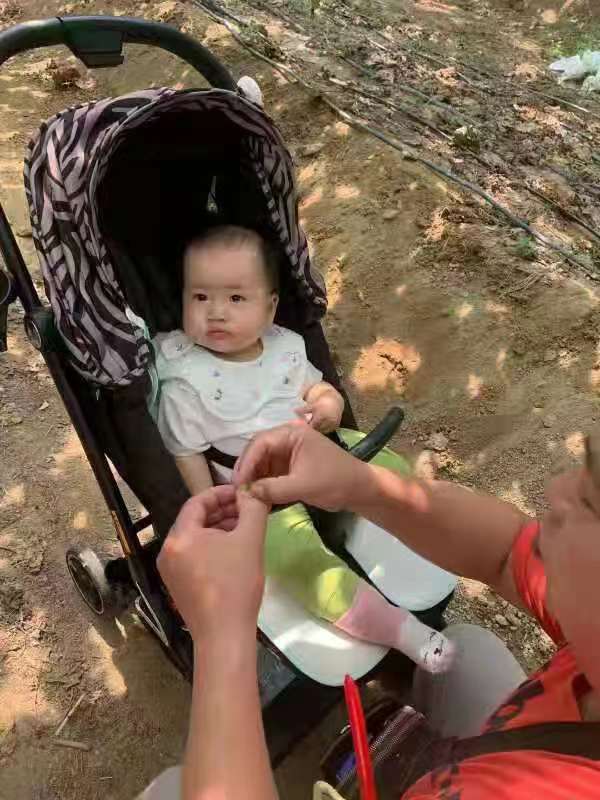 七律·夏摘葡萄