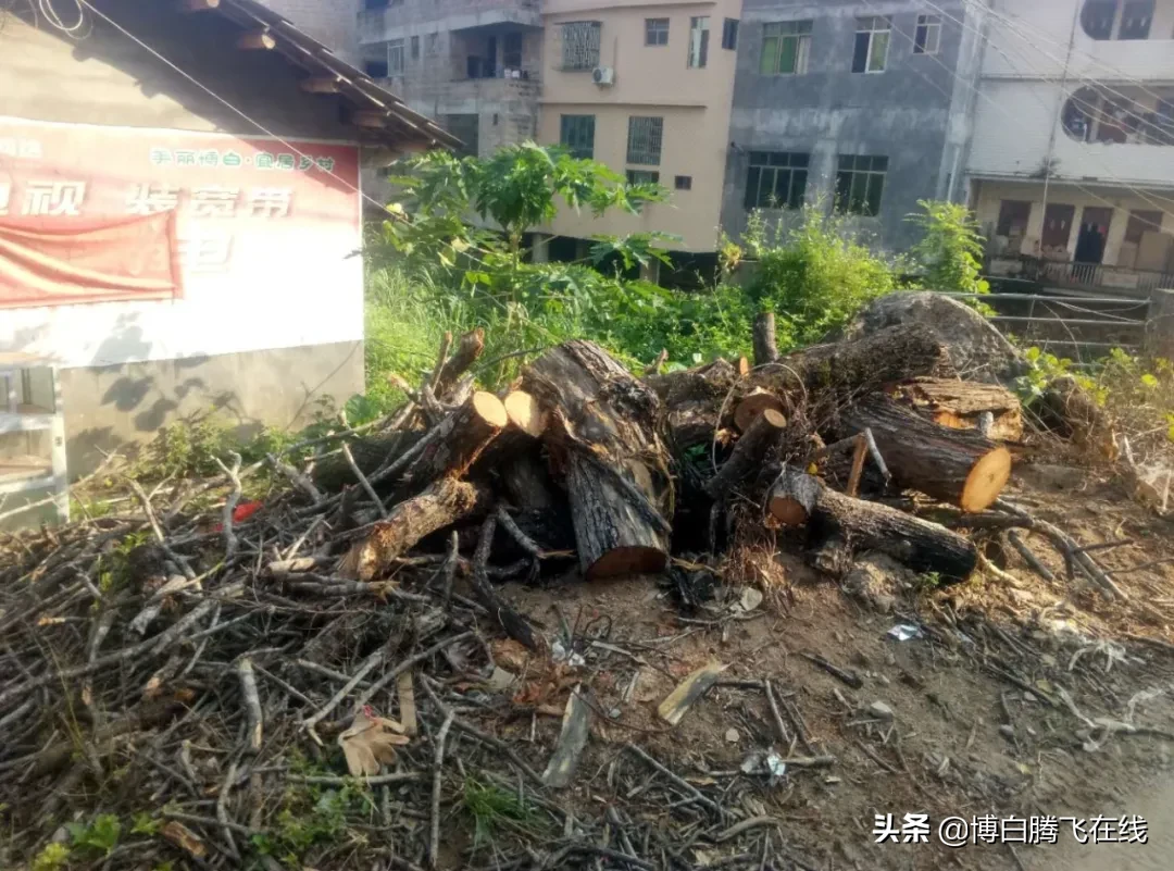 暖心！大树根部被蛀空，危及住户房屋安全，这些博白人立即出动…