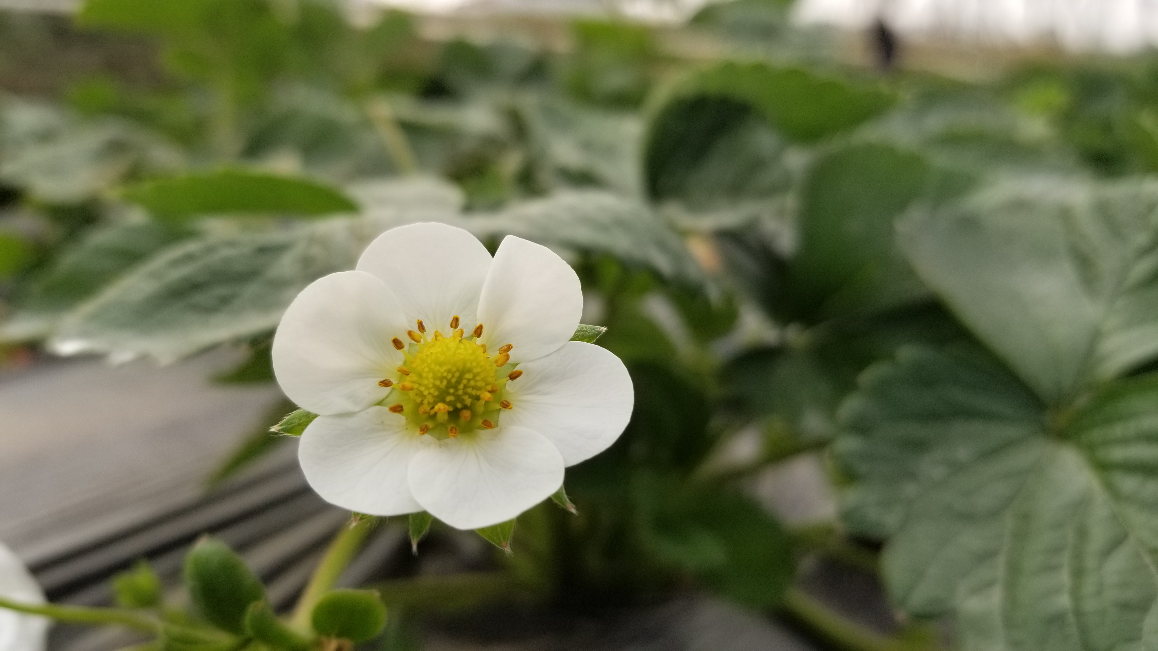 广东的一个草莓园！老板说在地里可以免费吃饱了再上来！