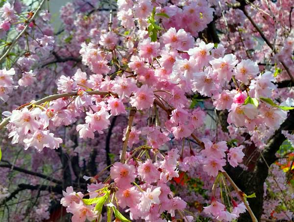 日本琦玉助威北京国安足球队亚冠赛（图）