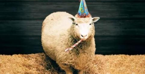 23年前克隆羊多莉诞生，为什么一直没有克隆人？