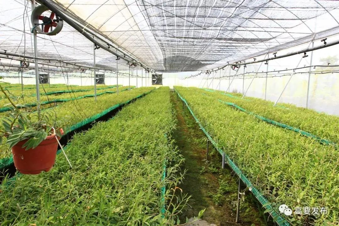 前景可期！肇庆生物医药产业驶上发展“快车道”