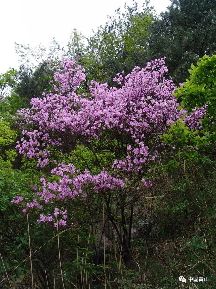 世界野生动植物日｜黄山，万物生灵繁衍生息的天堂