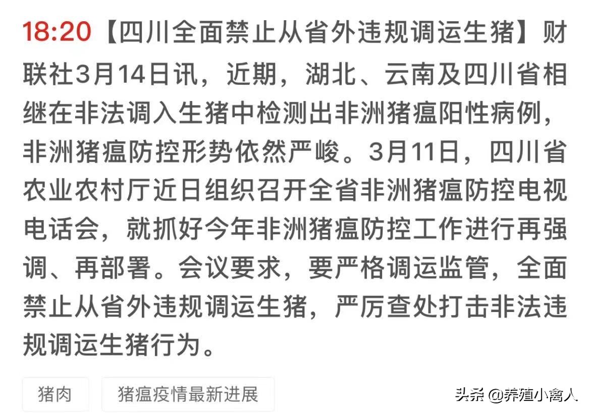 Newest release: Sichuan prohibits clearly live pig crosses a province to allocate and transport