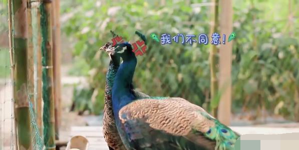 《向往的生活》周迅或成常驻嘉宾，一家四口变五口，观众鼓掌欢迎