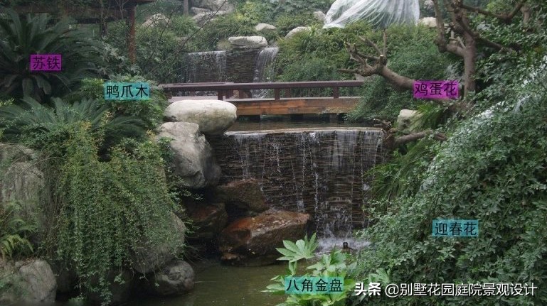 別墅庭院常用植物分享，附照片及名字標(biāo)注（珍藏版）