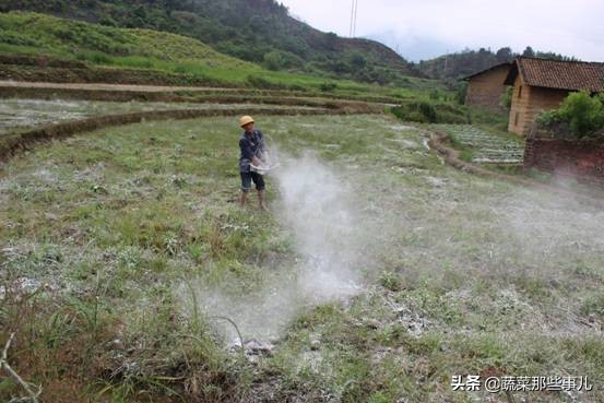 生石灰用途广，杀菌杀虫、改良土壤具体应该怎么用？