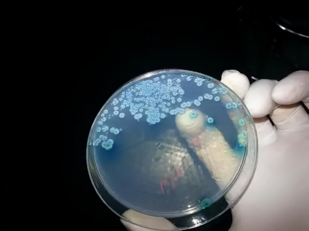 你真的了解弧菌吗？测弧菌的原理是什么？