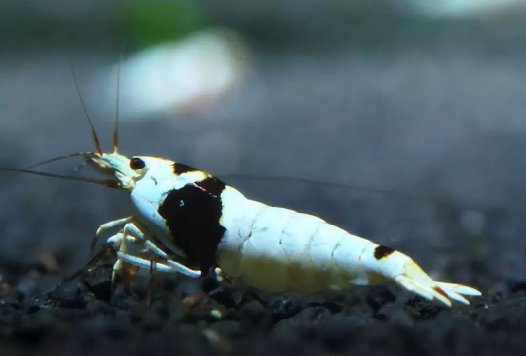 虾▼大和藻虾▼极火虾▼虎纹虾▼黑壳虾▼樱花虾▼钻石虾▼三间蜜蜂