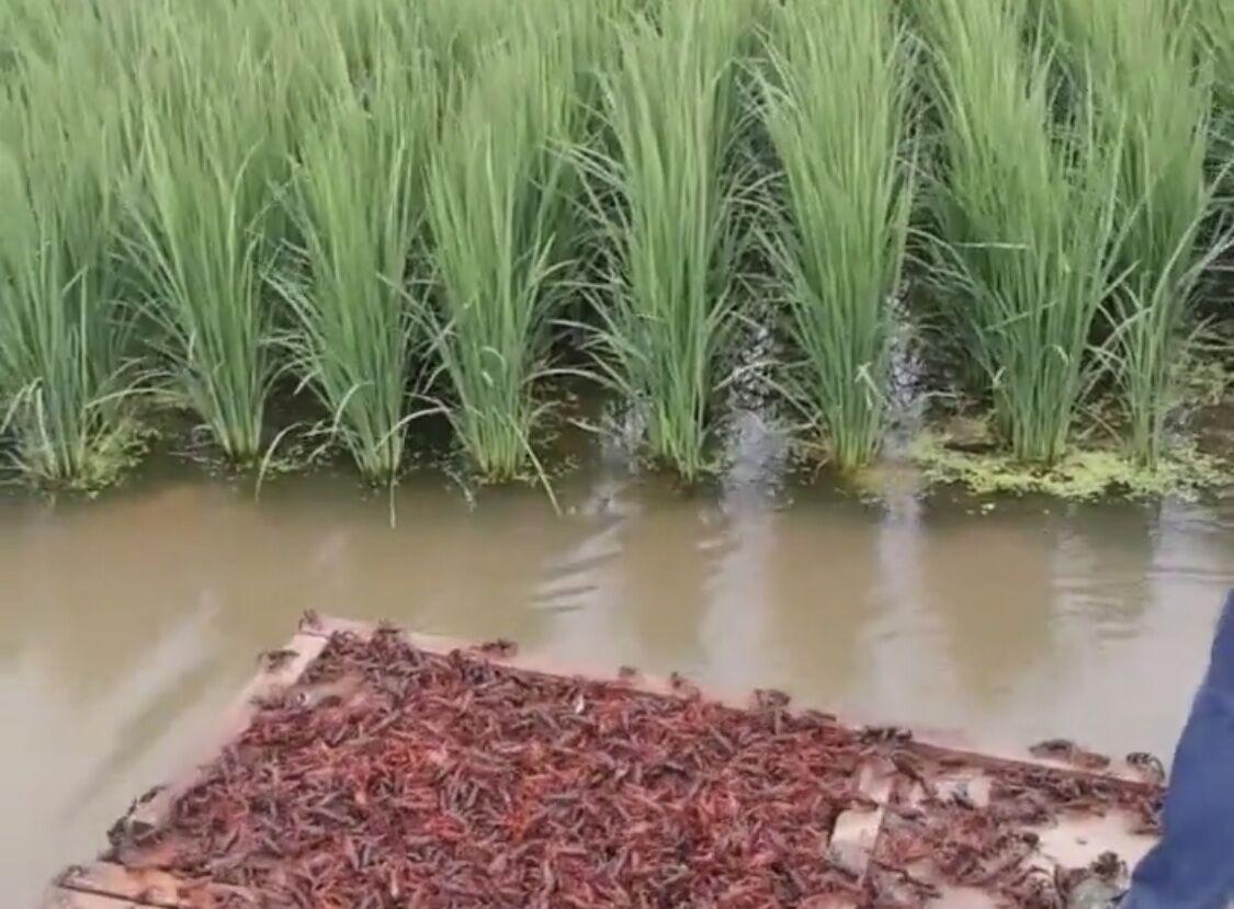 安徽稻田养殖小龙虾水体中青苔的处理方法