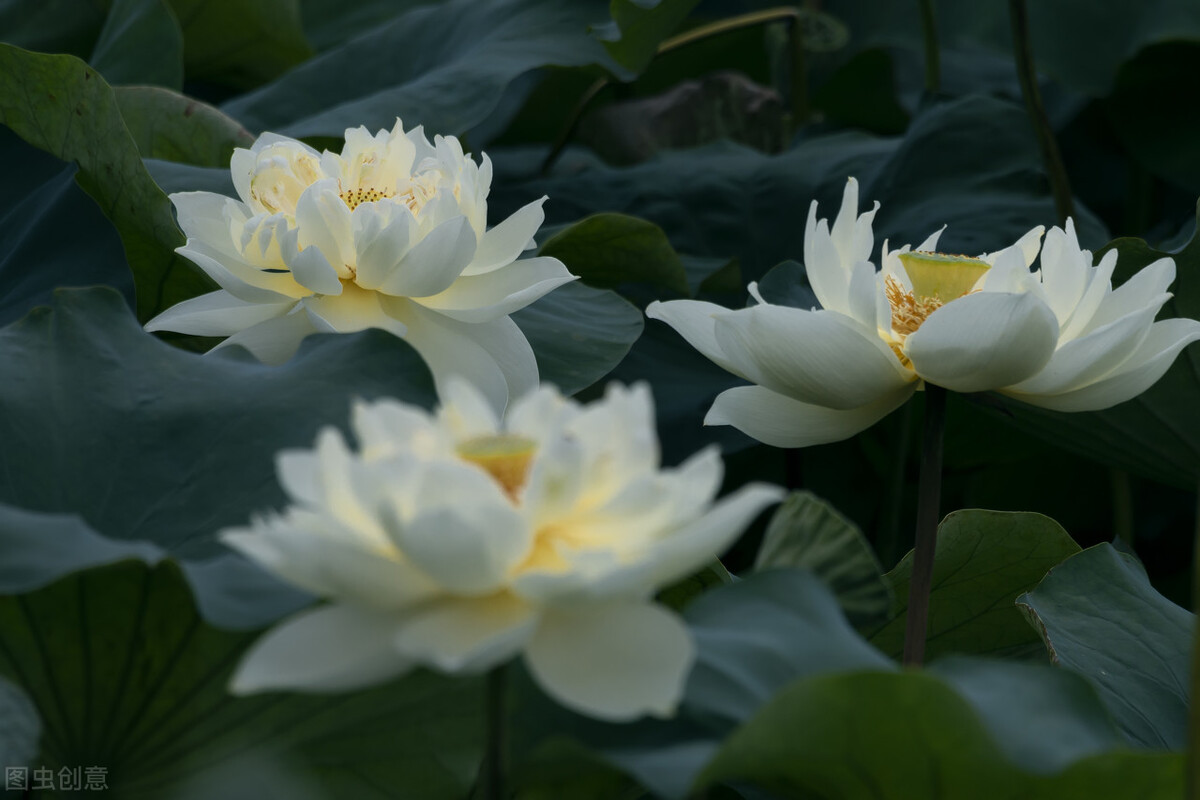 灼灼其华自芳菲，玉掌红颜，幽梦图一醉-第2张图片-非凡网