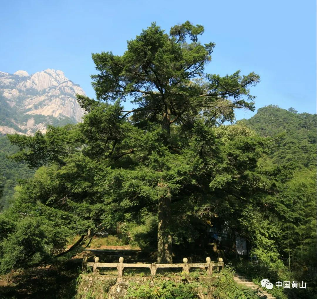 世界野生动植物日｜黄山，万物生灵繁衍生息的天堂