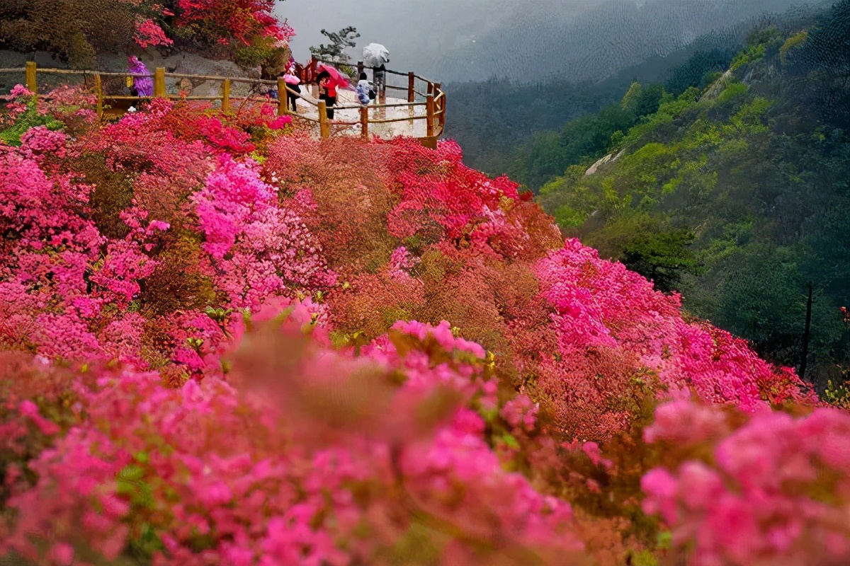 中国十大名花，美呆了