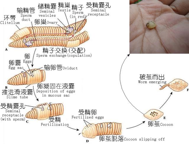 糧食大件事｜如果某天無米下鍋，你敢吃蚯蚓嗎？