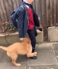 救命！阿拉斯加向我撒娇求抱，然后，我的腰断了