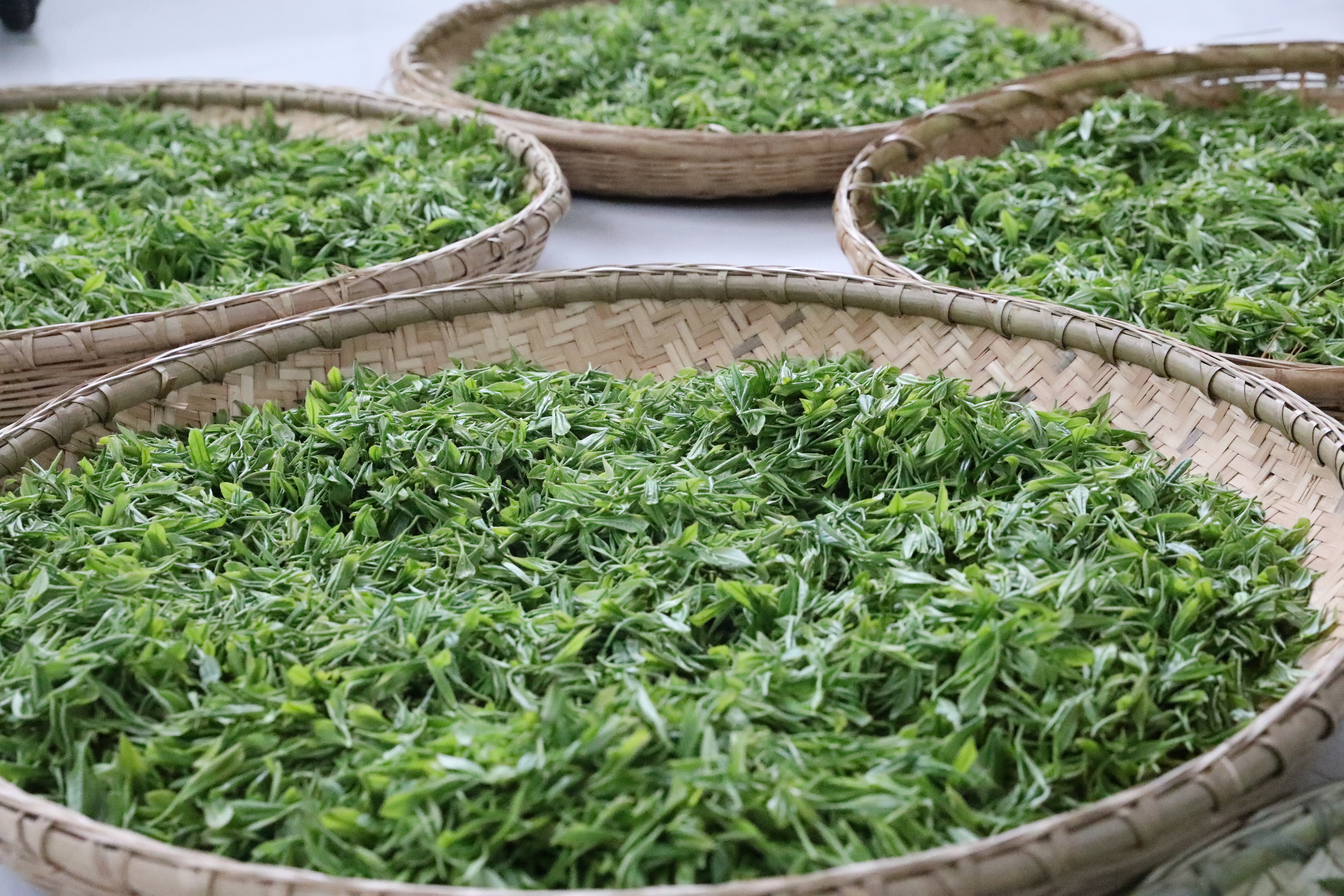 生态镇巴，名茶之乡，在镇巴最美茶园采茶、品茗、观云海