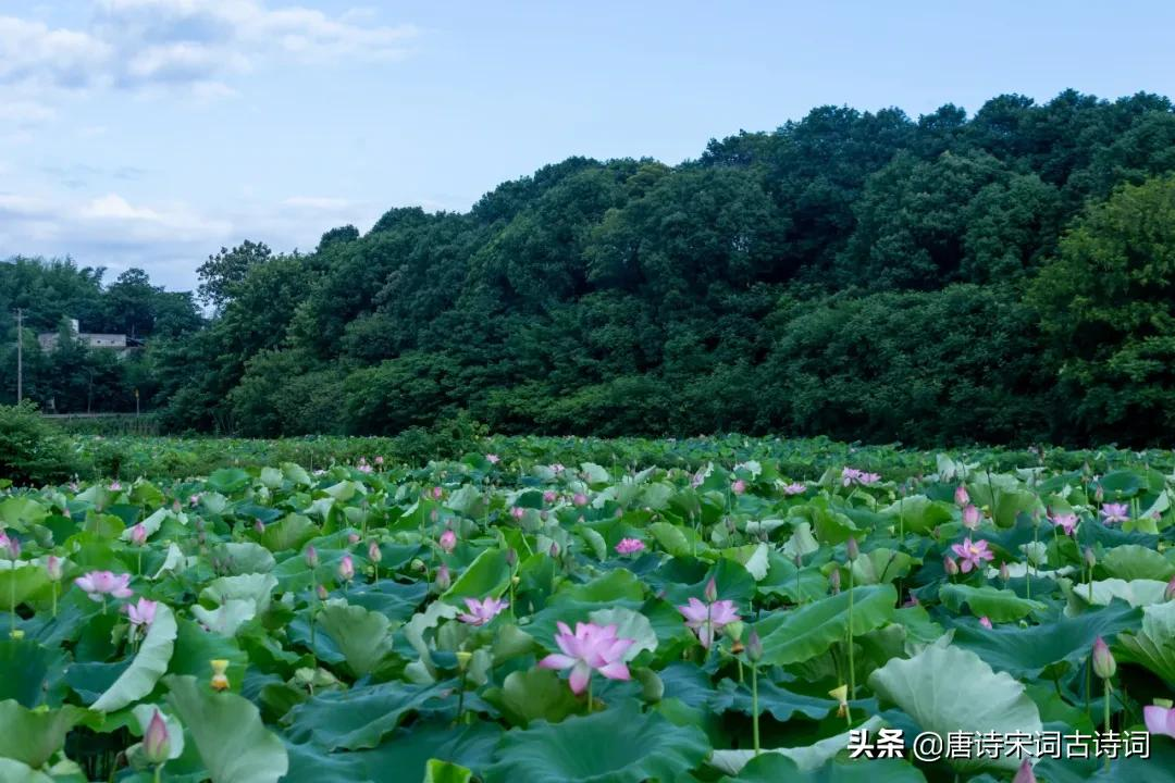 夏天，绿阴已长成-第7张图片-诗句网