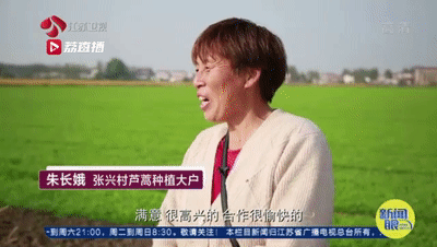灌云“西瓜书记”第二次丰收，这次是芦蒿！小康路上，谁都不掉队