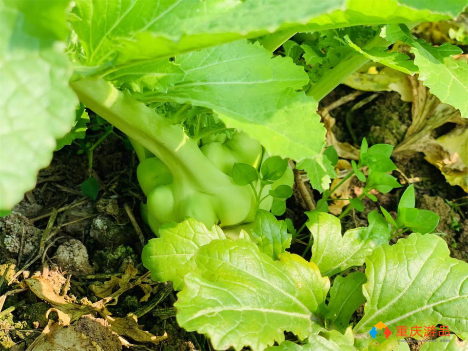 世界三大腌菜：闻名中国的涪陵榨菜，历史超百年，年产值达120亿