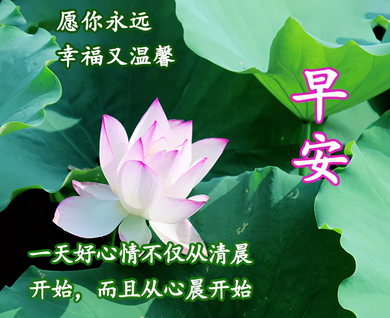 早上好图片2021最新图片 又是新的一天图片
