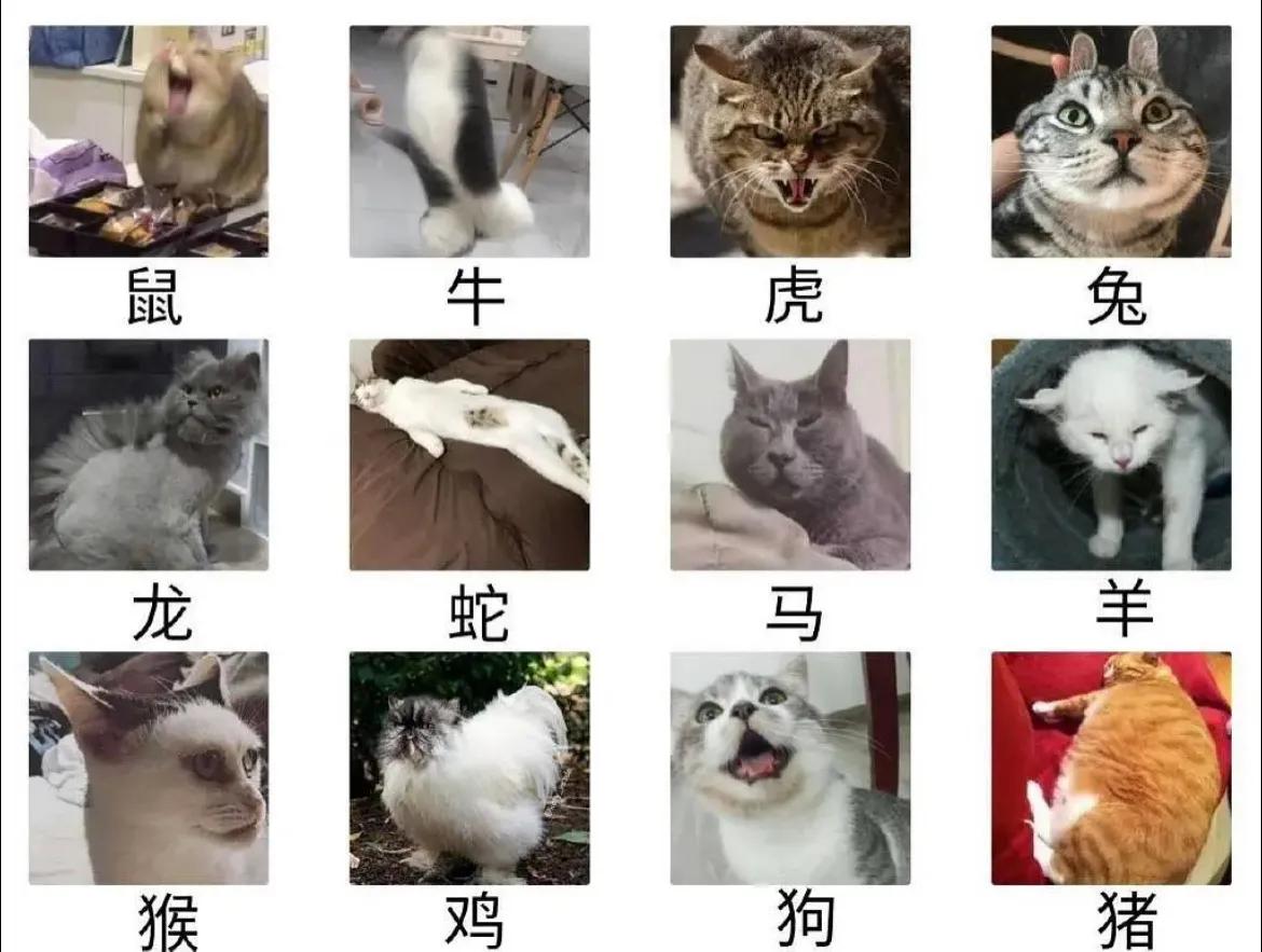 猫为什么进不了十二生肖？