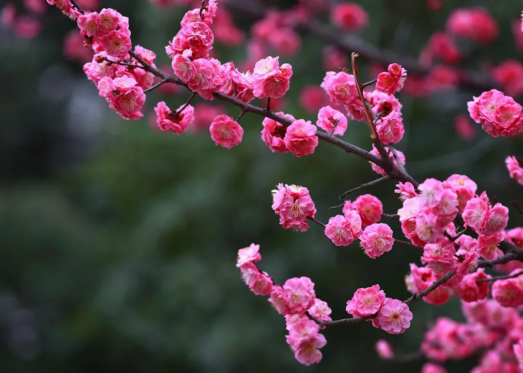 百萬春花薈萃北京植物園 風景如畫 中國花卉報 Mdeditor