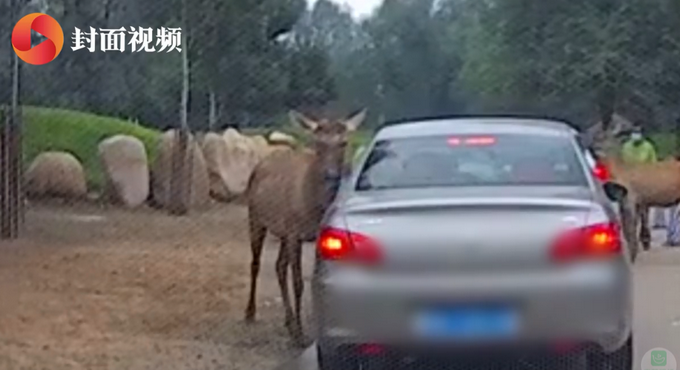 动物园|北京野生动物园游客疑喂动物口罩 被及时制止