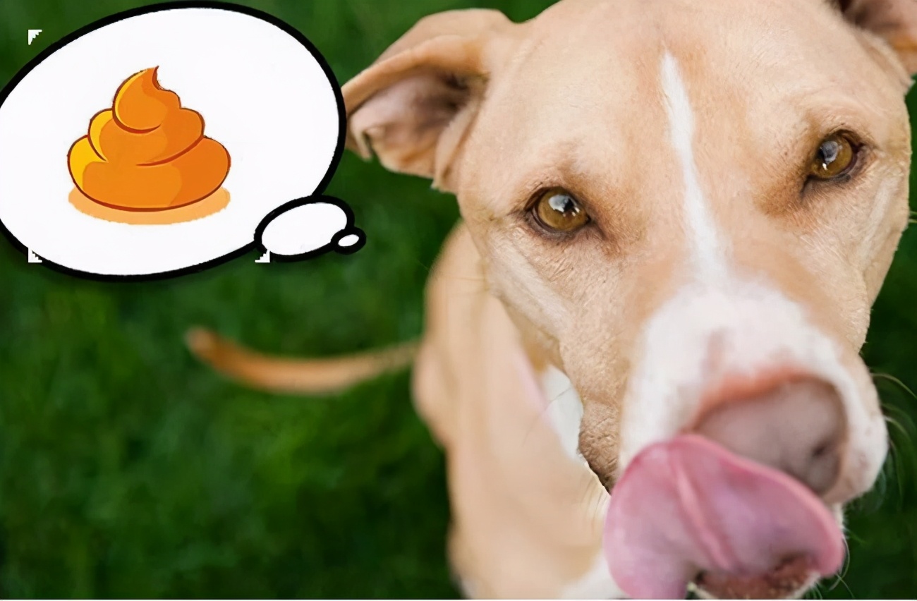  狗吃自己的屎是什么原因，怎么办？