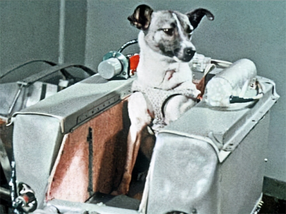 蘇聯曾將一隻小狗送進太空，63年過去了，現在仍在地球軌道流浪